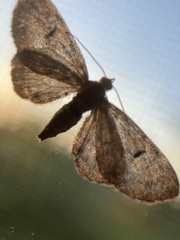 Eupithecia absinthiata