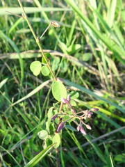 Desmodium ciliare