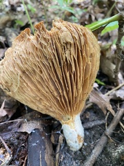 Lactifluus piperatus
