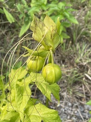 Tacca leontopetaloides