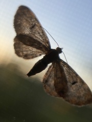 Eupithecia absinthiata