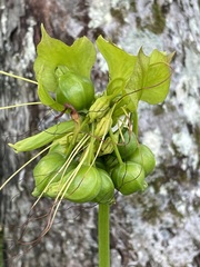Tacca leontopetaloides