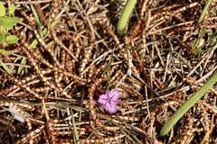 Thysanotus