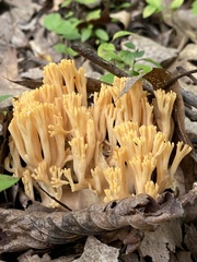 Ramaria flava