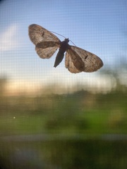 Eupithecia absinthiata