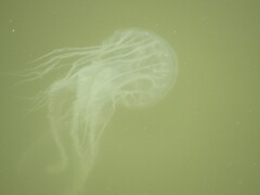 Chrysaora chesapeakei