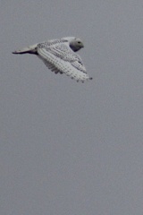 Bubo scandiacus