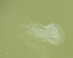 Chrysaora chesapeakei