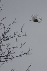 Bubo scandiacus