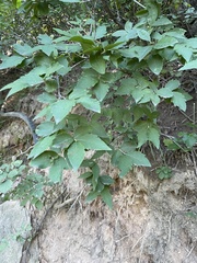 Zabelia biflora