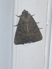 Mesapamea fractilinea