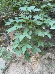 Zabelia biflora