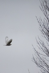 Bubo scandiacus