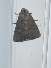 Mesapamea fractilinea