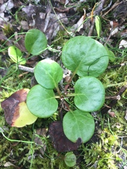 Pyrola asarifolia