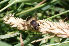 Eristalis anthophorina