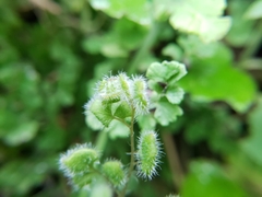 Adiantum gertrudis