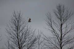 Bubo scandiacus