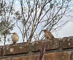 Campylorhynchus gularis