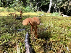 Laccaria bicolor