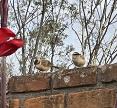 Campylorhynchus gularis