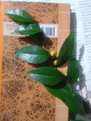 Xylosma flexuosa