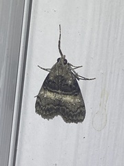 Pococera asperatella