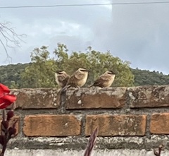 Campylorhynchus gularis