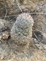 Mammillaria grahamii