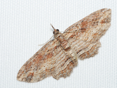 Chloroclystis filata