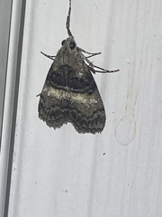 Pococera asperatella