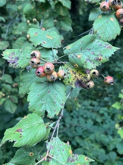 Crataegus mollis