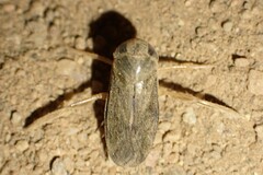 Corixinae