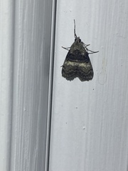 Pococera asperatella