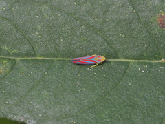 Graphocephala coccinea