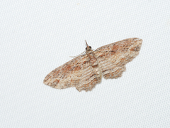 Chloroclystis filata