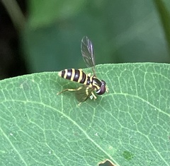 Xanthogramma flavipes