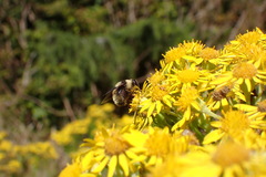 Eristalis flavipes