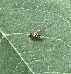 Xanthogramma flavipes