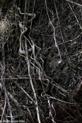 Chrysopelea paradisi