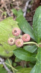 Chimaphila umbellata