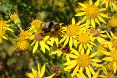 Eristalis flavipes