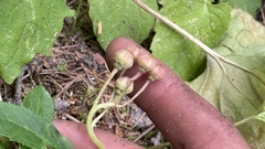 Chimaphila umbellata
