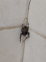 Nephilengys malabarensis