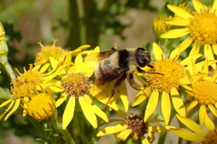Eristalis flavipes