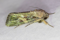 Spodoptera frugiperda