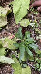 Chimaphila umbellata