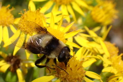 Eristalis flavipes
