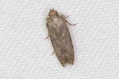 Hypatima