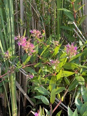 Decodon